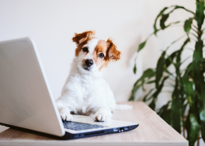 site para veterinário